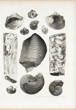 Shells Cretaceous Formation of Nebraska Antique Fossil Print 1852