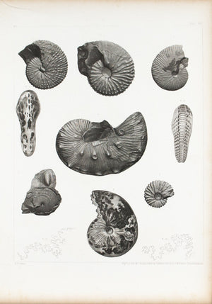 Ammonites Scaphites Cretaceous Formation of Nebraska Antique Fossil Print 1852