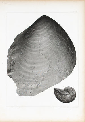 Ammonites Inoceramus Cretaceous Formation of Nebraska Antique Fossil Print 1852