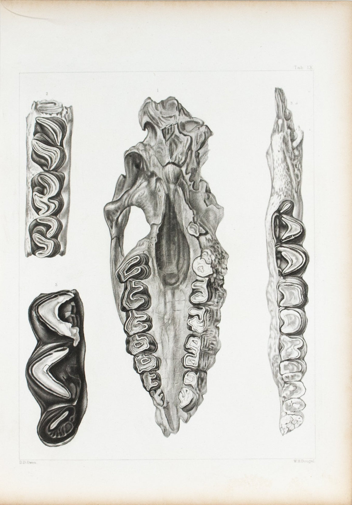 Rhinoceros Gigantic Palaeotherium Nebraska Antique Fossil Print 1852