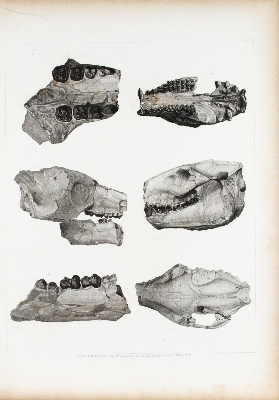 Archaeotherium Oreodon Nebraska Antique Fossil Print 1852