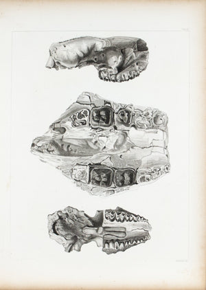 Archaeotherium Oreodon Nebraska Antique Fossil Print 1852