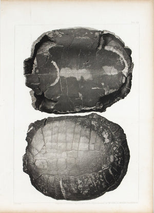 Land Turtle Eocene Tertiary of Nebraska Antique Fossil Print 1852 A
