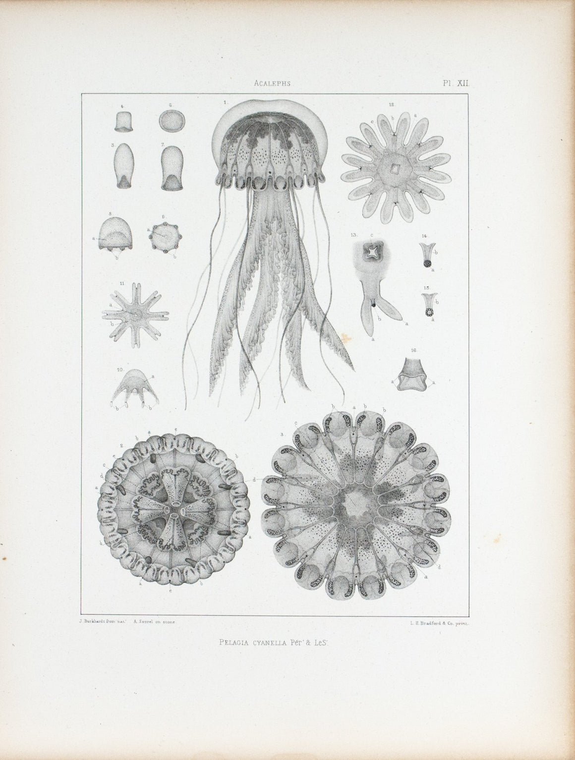 Pelagia Cyanella Cross Section Jellyfish Antique 1860 Print Plate XII