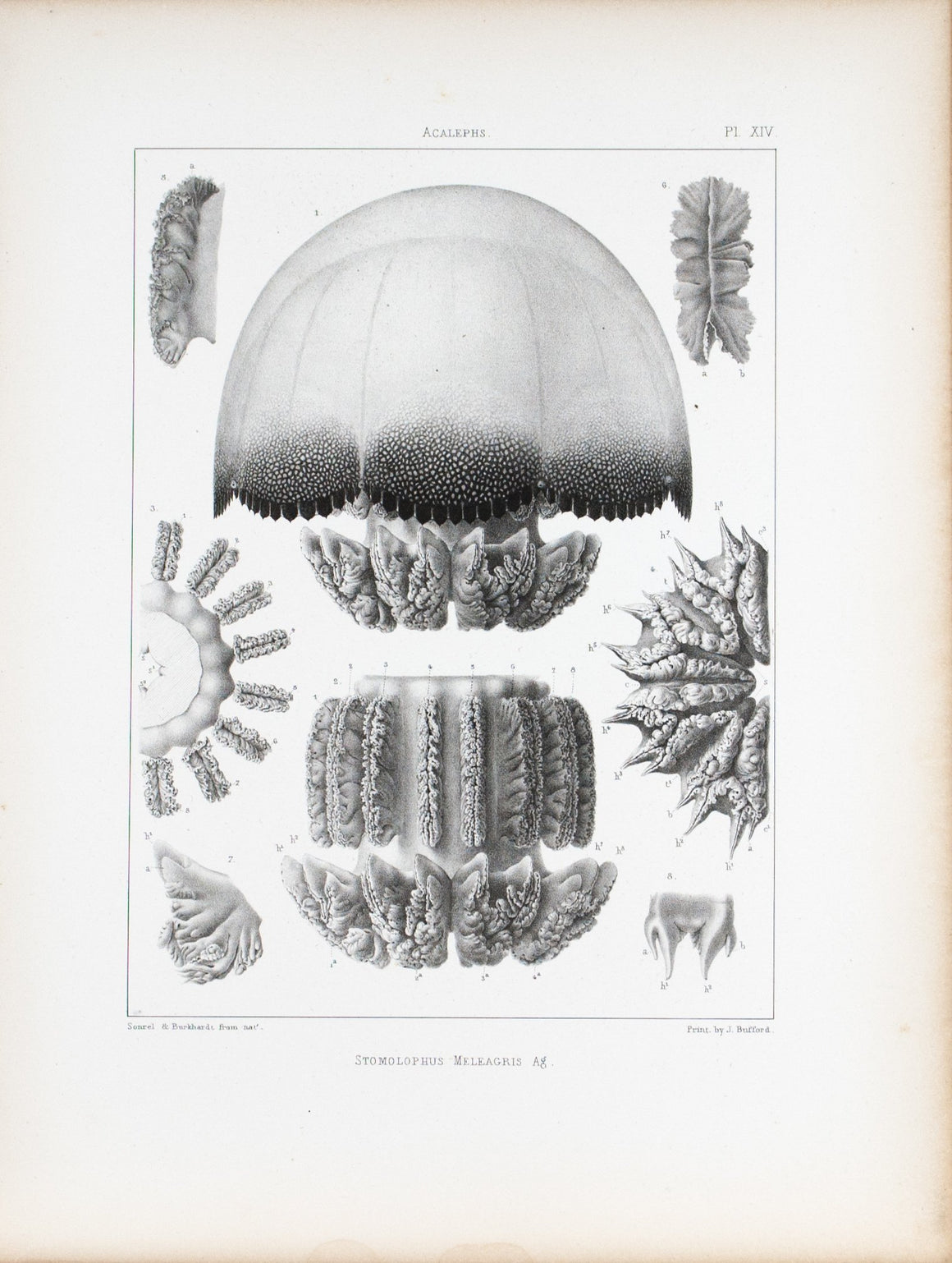 Stomolophus Meleagris Cross Section Jellyfish Antique 1860 Print Plate XIV