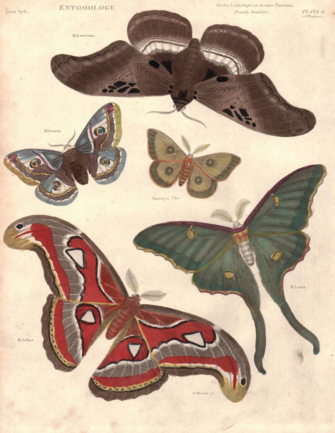 1834 Entomology Plate 4