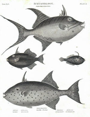 1834 Ichthyology Plate 6