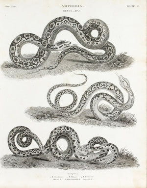 1834 Amphibia Plate 8