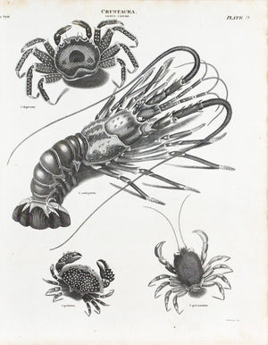 1834 Crustacea Plate 9