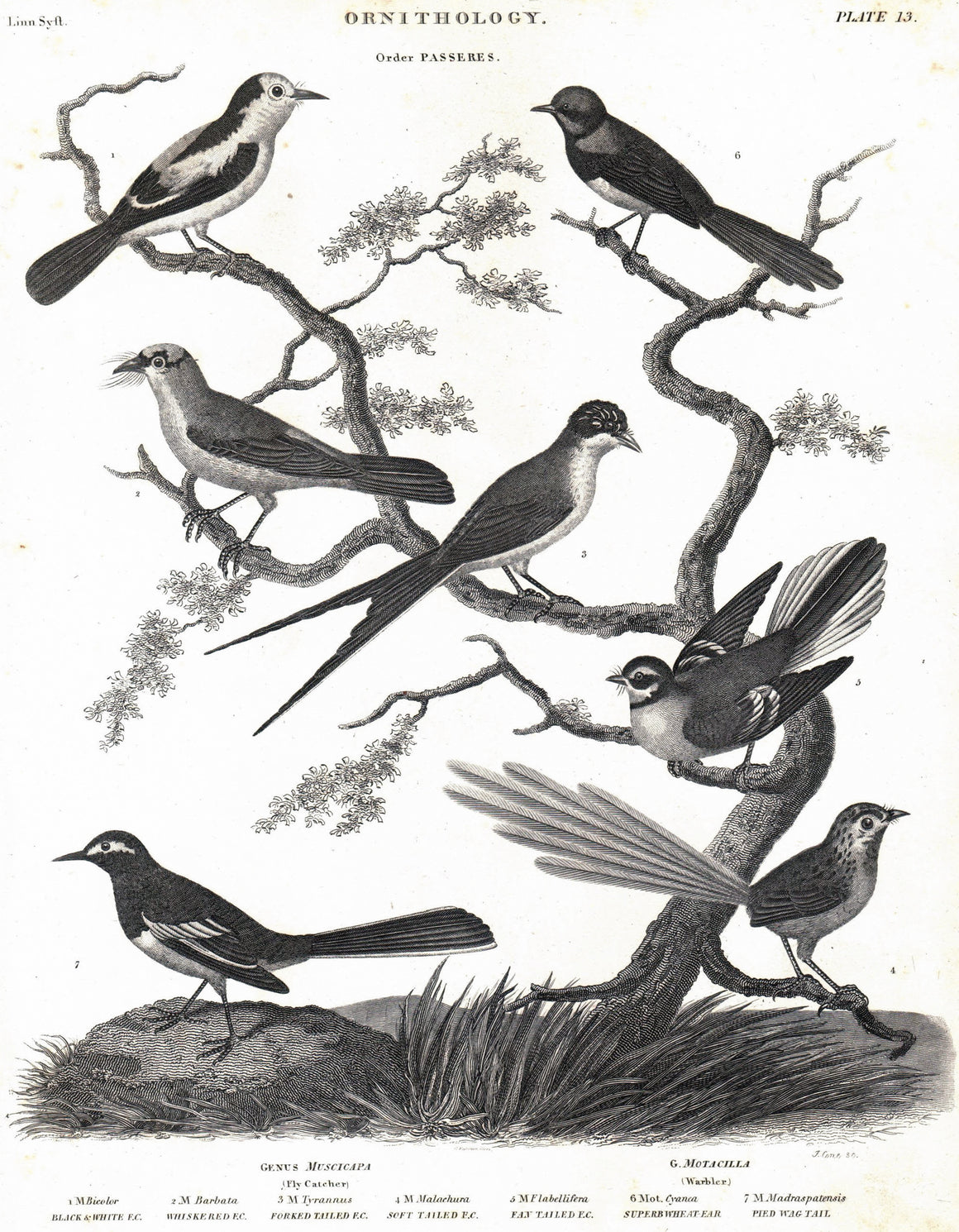 1834 Ornithology Plate 13
