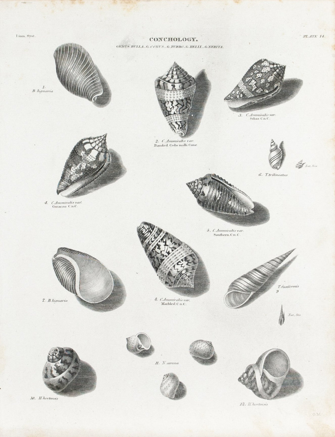 1834 Conchology Plate 14