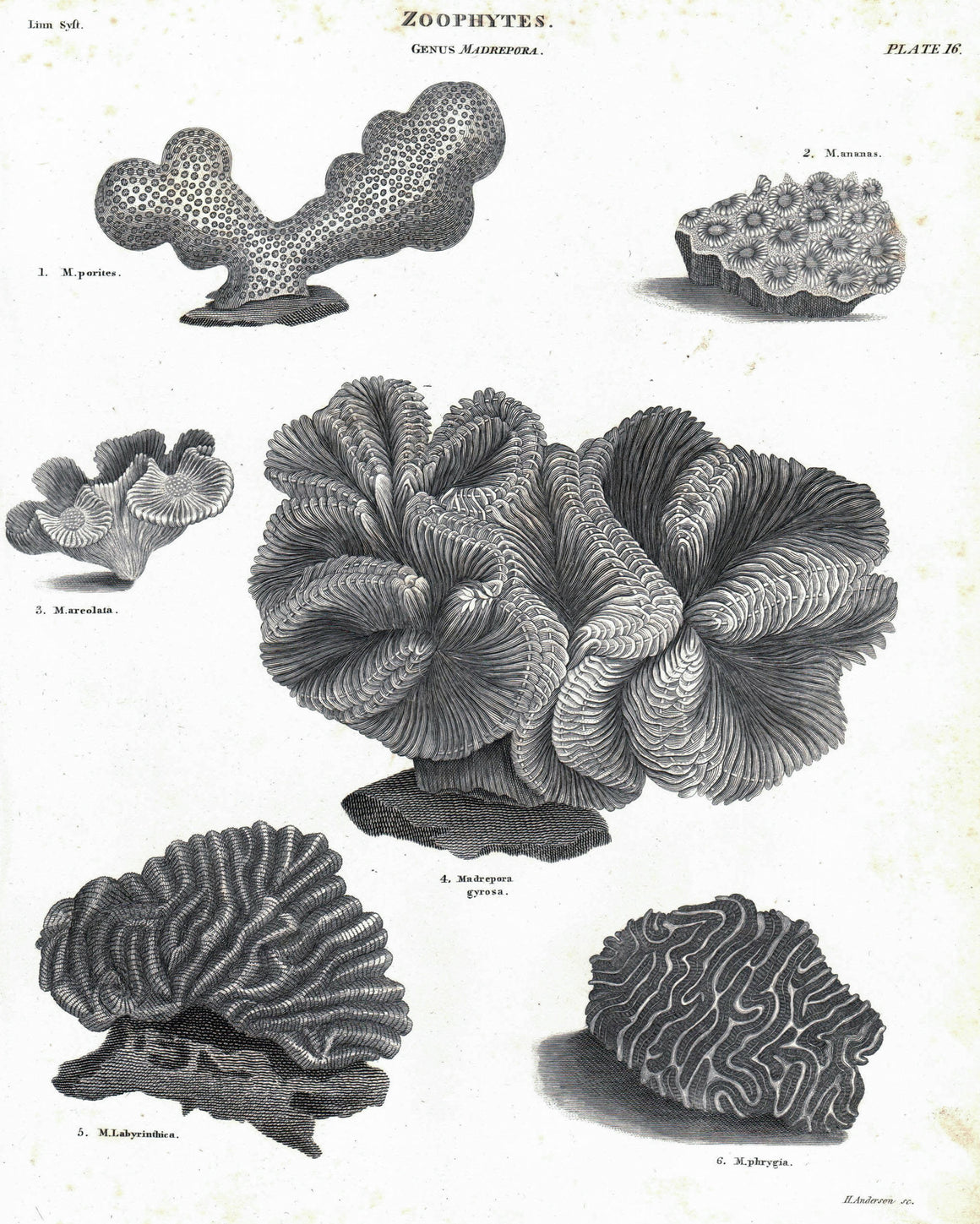 1834 Zoophytes Plate 16