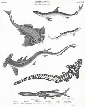 1834 Ichthyology Plate 17
