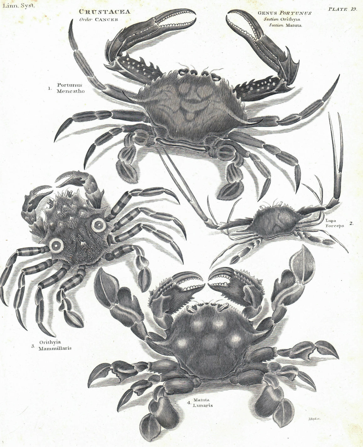 1834 Crustacea Plate 19