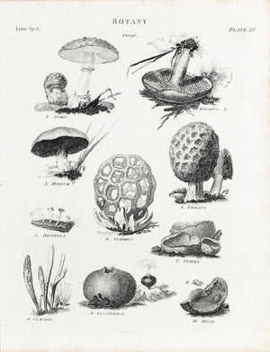 1834 Botany Plate 20