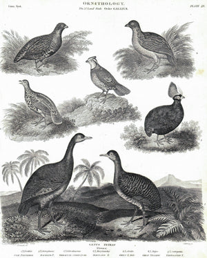 1834 Ornithology Plate 23