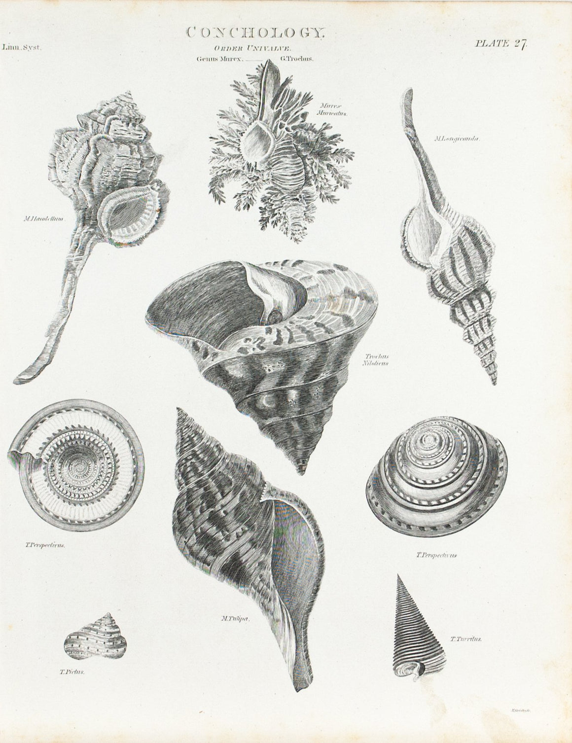1834 Conchology Plate 27