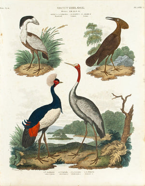 Boat-bill Umbre Crane Bird Antique Ornithology Print 1834