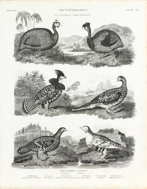 Guinea Hen Pintado Grouse Bird Antique Ornithology Print 1834