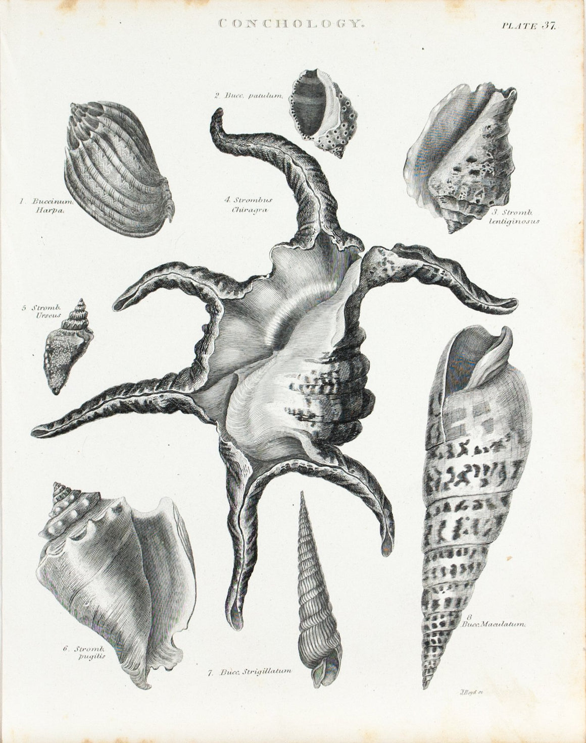 Sea Shells Antique Conchology Print 1834 C