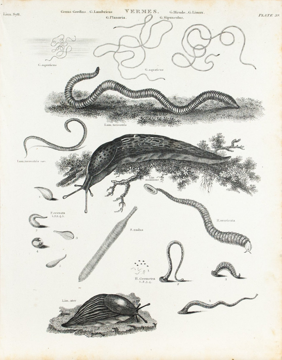 Worm Slug Snail Antique Vermes Print 1834