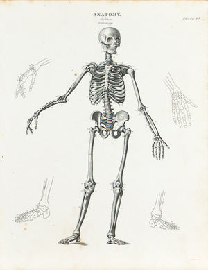 Human Skeleton Osteology Antique Anatomy Print 1834