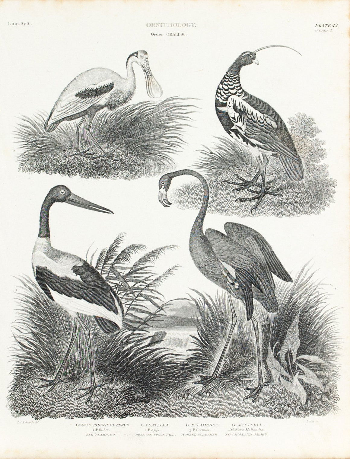 Red Flamingo Horned Screamer Jabiru Bird Antique Ornithology Print 1834