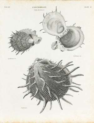 Sea Shells Indian Seas Antique Conchology Print 1834