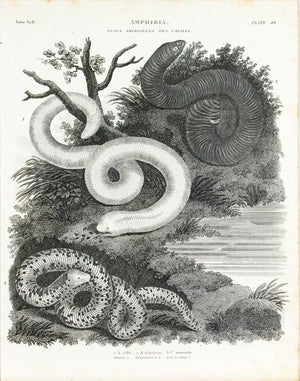 South America Snakes Antique Amphibia Print 1834