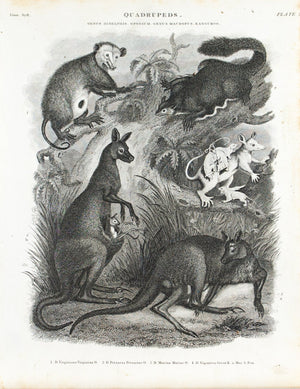 Opossum Kangaroo Antique Animal Print 1834