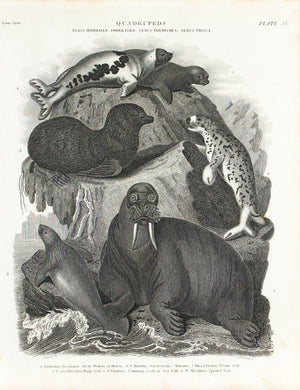 Arctic Walrus Harp Seal Antique Animal Print 1834