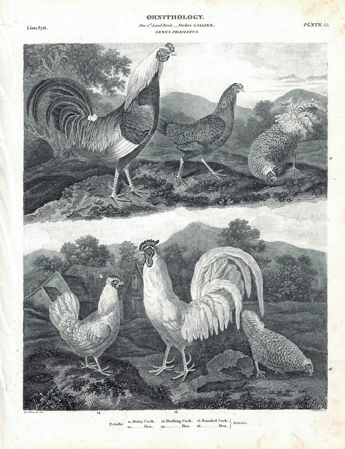 Malay Dorking Frizzled Chicken Hen Rooster Antique Bird Print 1834