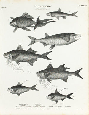 Paradise Polyneme Florissa Herring Antique Fish Print 1834