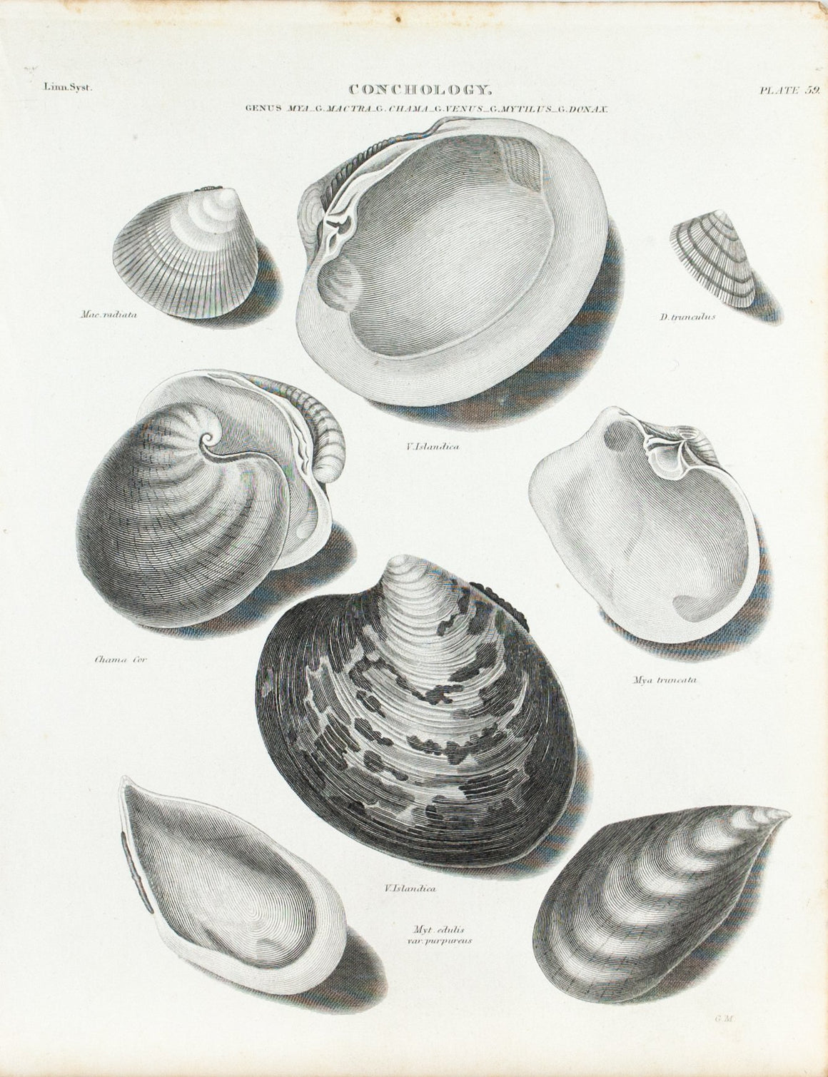 Sea Shells Antique Conchology Print 1834 D
