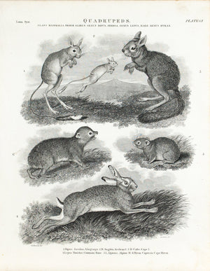 Hare Rabbit Dipus Jaculus Alagtaga Antique Animal Print 1834