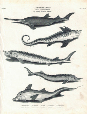 Sawfish Sea Monster Sturgeon Sterlet Antique Fish Print 1834