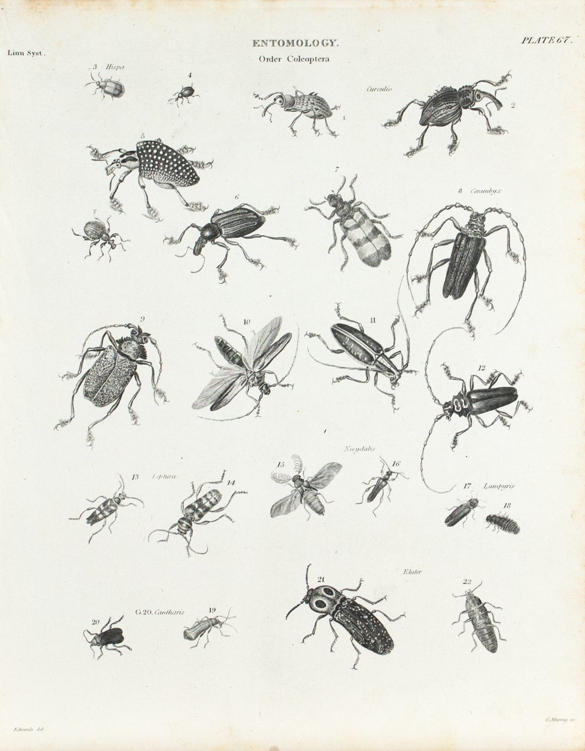 Beetle Weevil Glow Worm Antique Entomology Print 1834