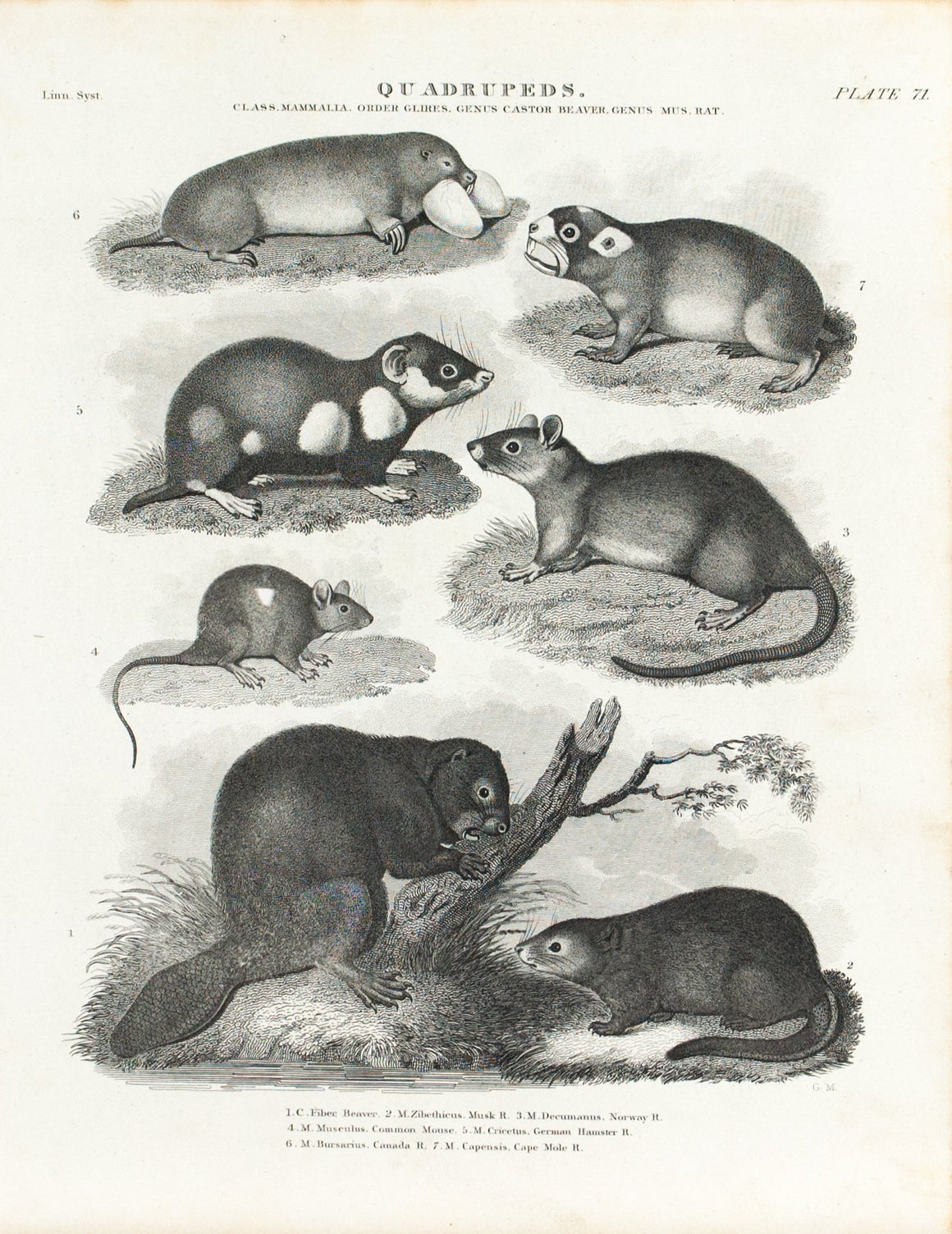 Beaver Rat Mouse Mole Antique Animal Print 1834