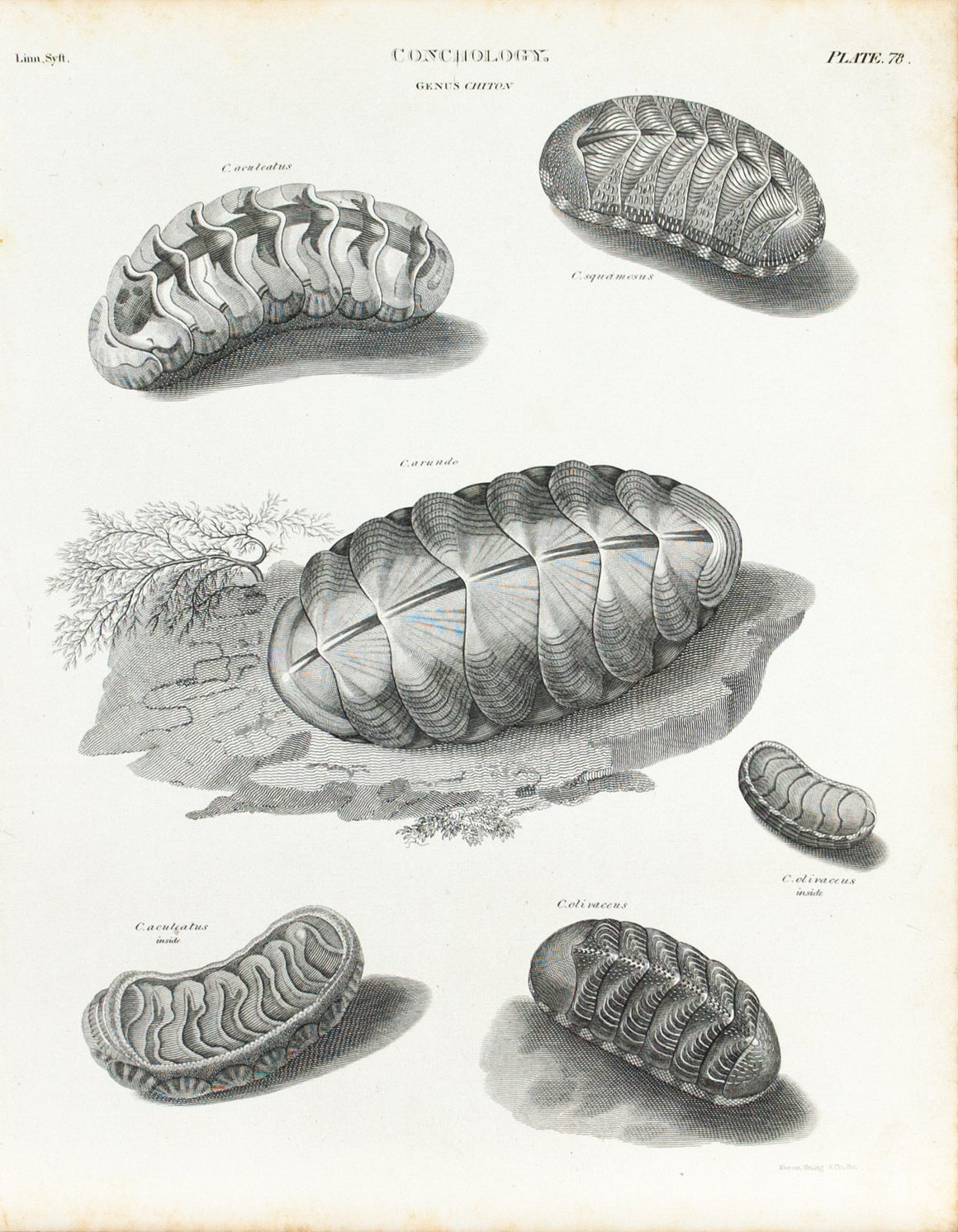Chiton Squamosus Carundo Antique Sea Life Print 1834