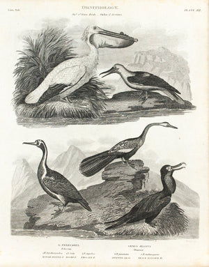 Booby Pelican Spotted Shag Darter Antique Bird Print 1834