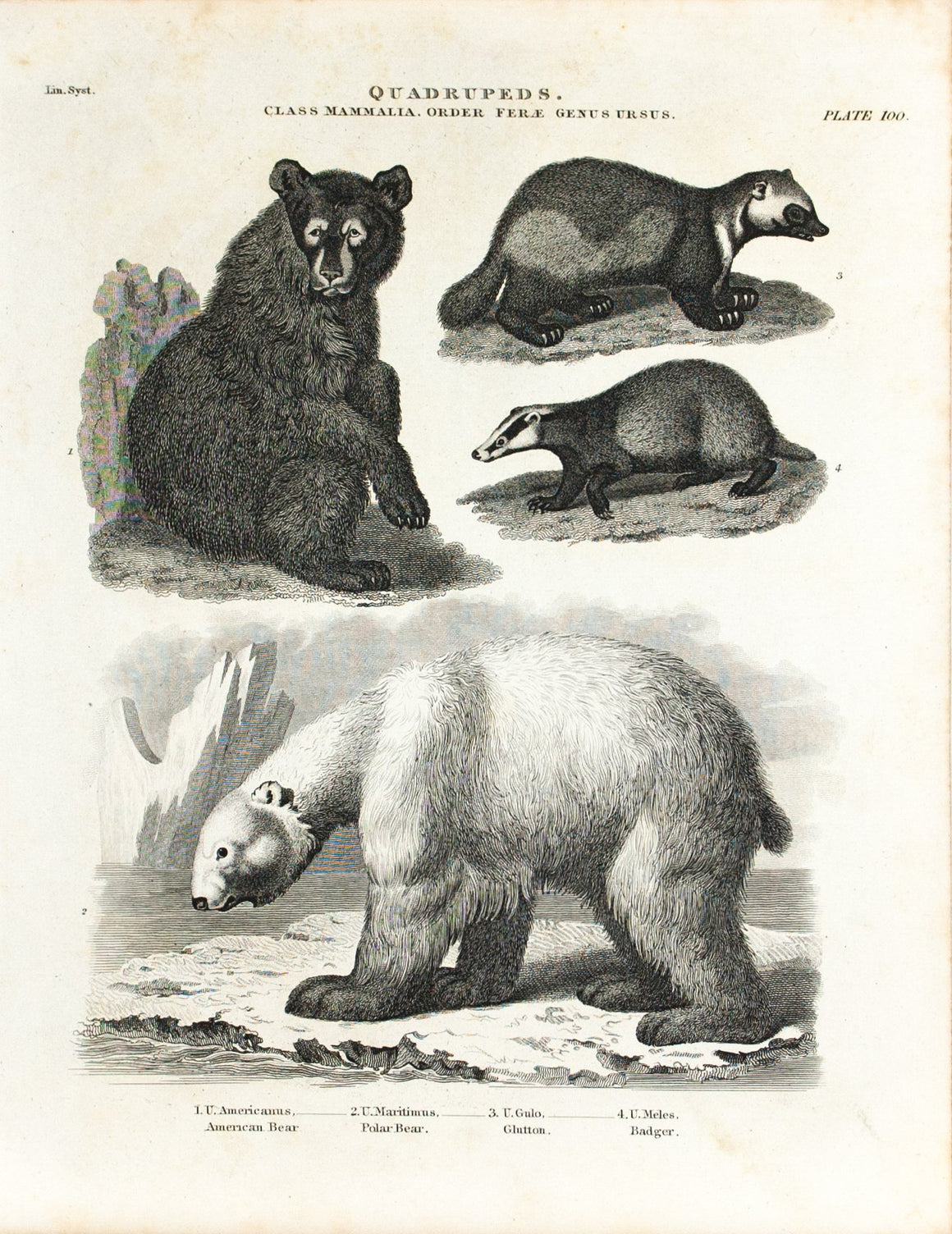 Polar Bear American Glutton Badger Antique Animal Print 1834