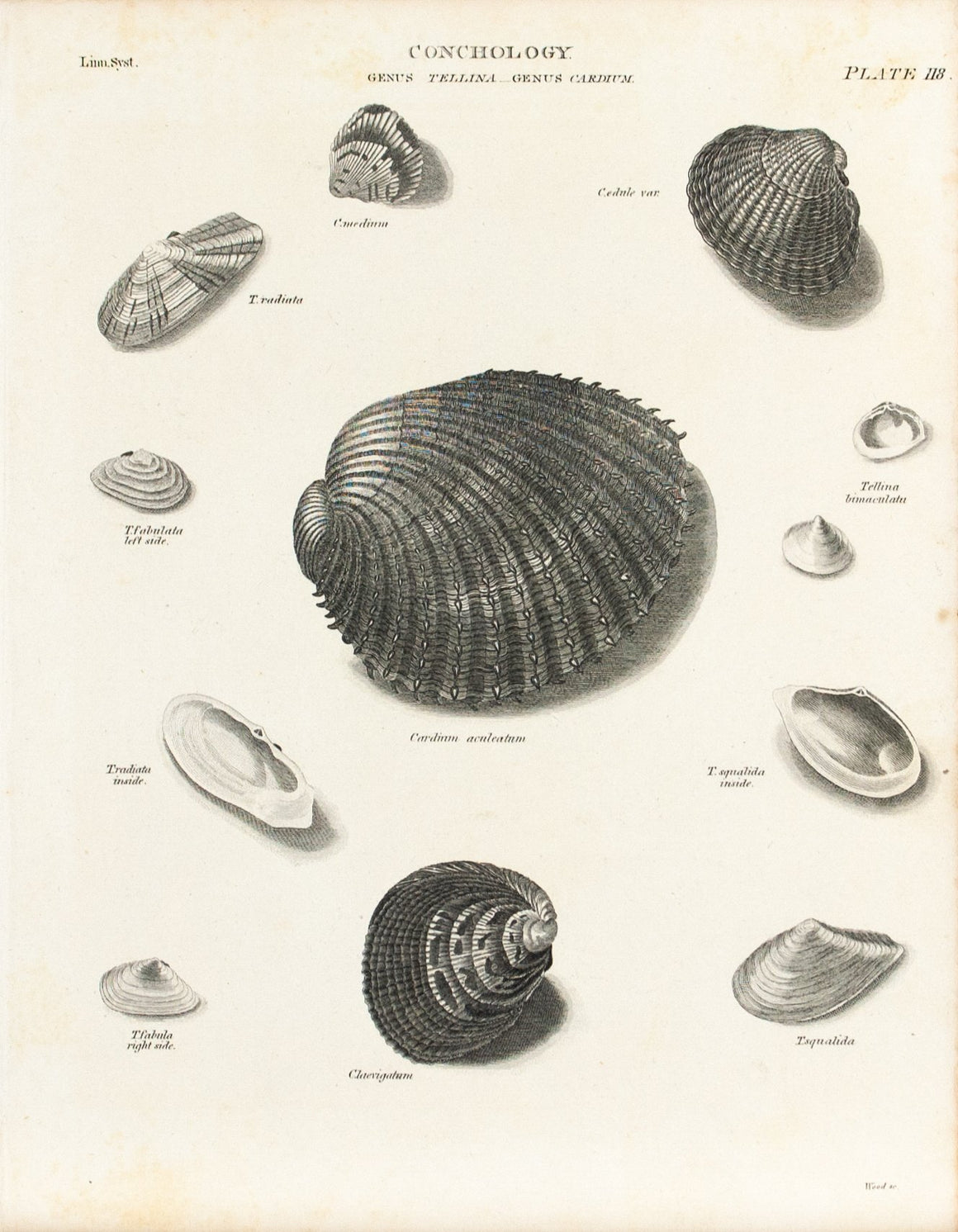 Tellina Cardium Sea Shell Antique Conchology Print 1834