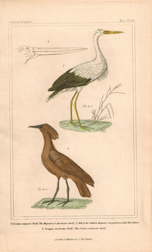 American Stork Antique Hand Color Cuvier Bird Print 1837