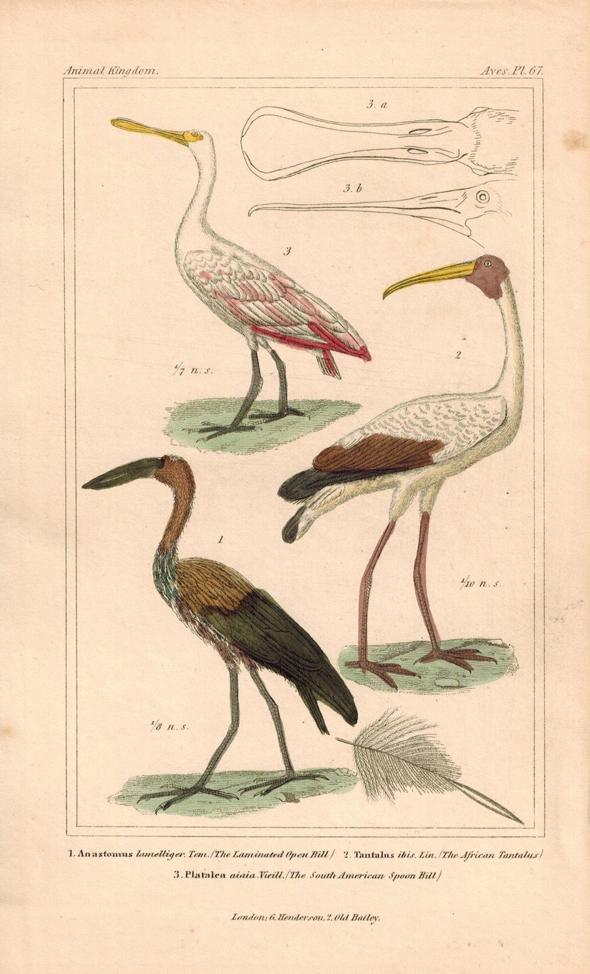 African Tantalus Spoon Bill Antique Hand Color Cuvier Bird Print 1837