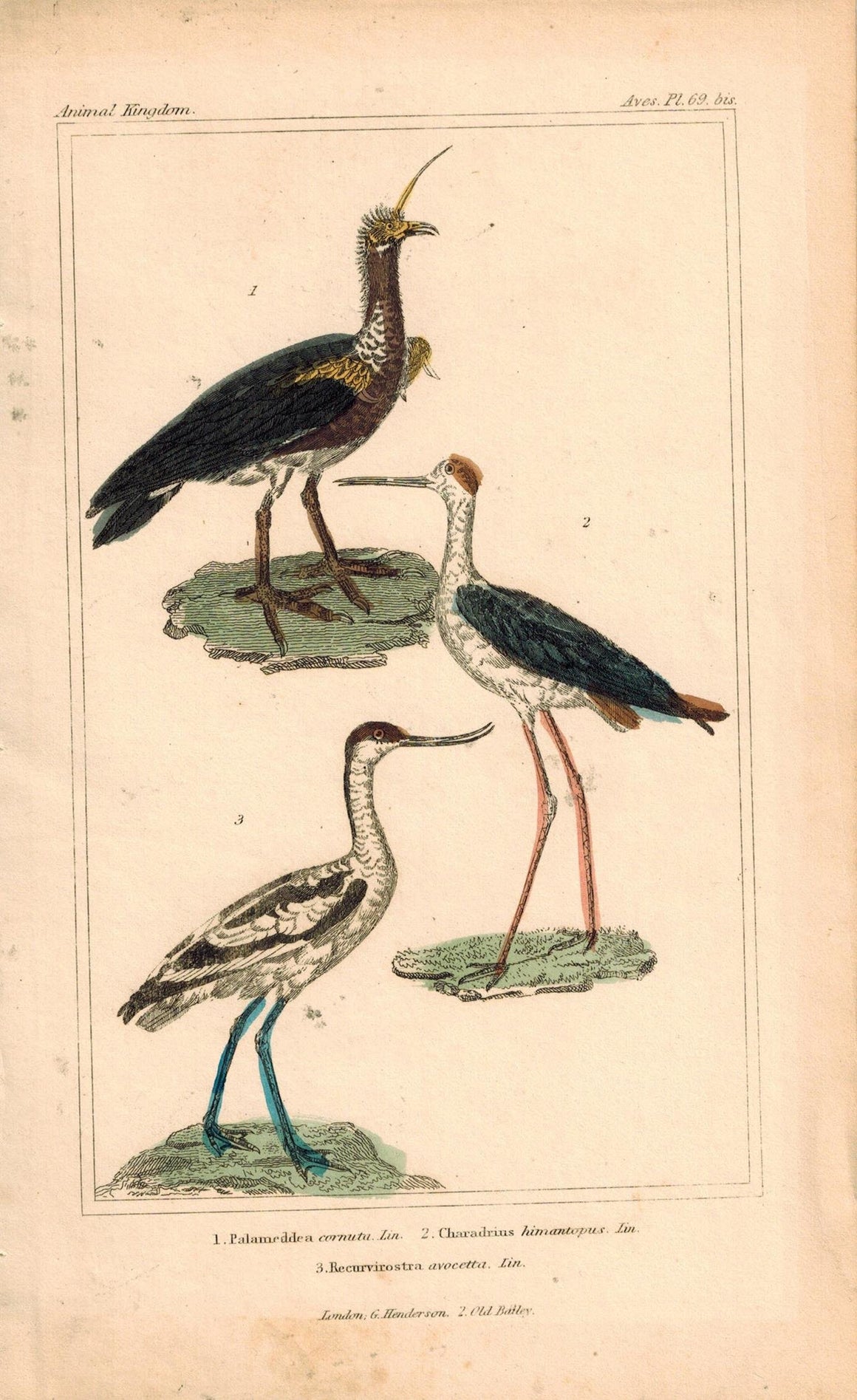 Palameddea Charadrius Recurvirostra Antique Hand Color Cuvier Bird Print 1837