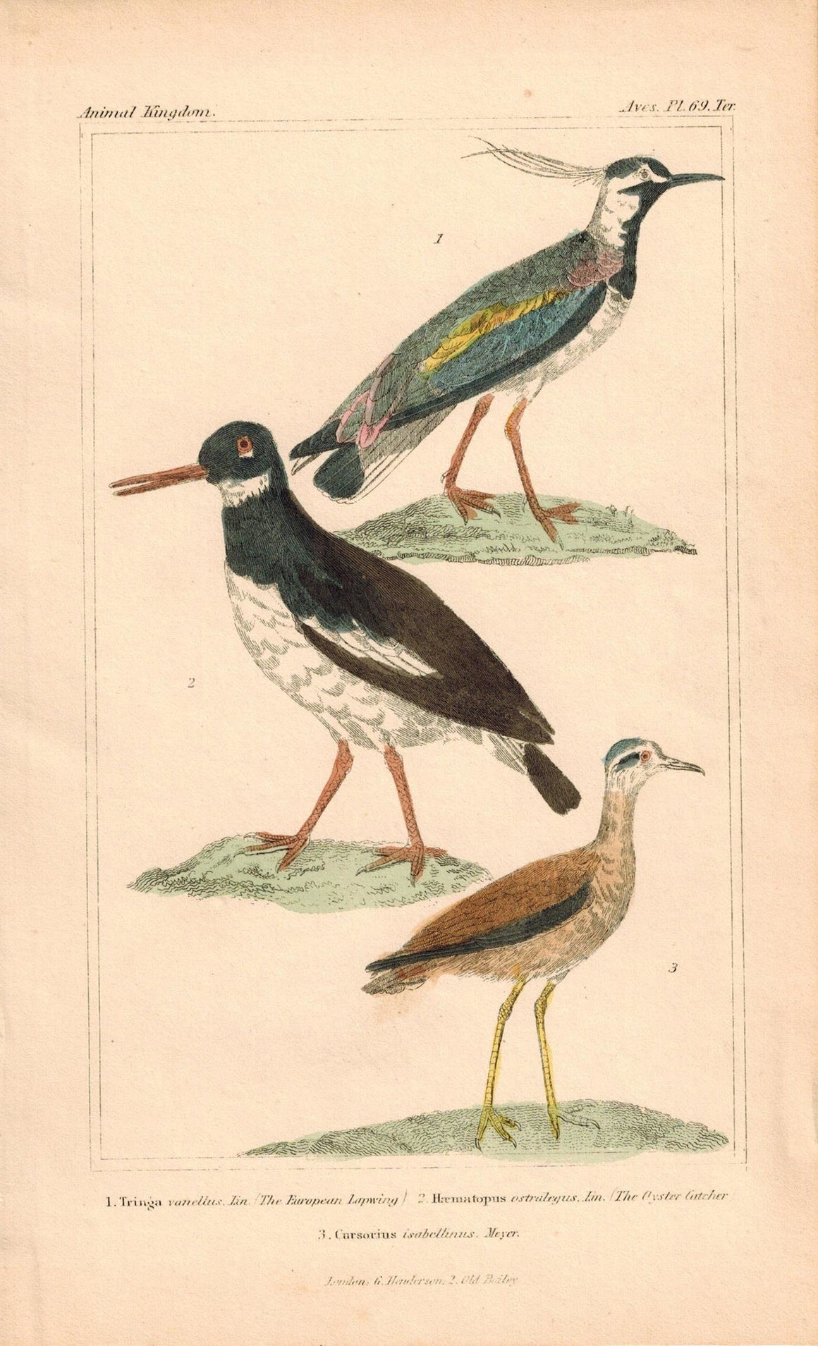 European Lapwing Oyster Cather Antique Hand Color Cuvier Bird Print 1837