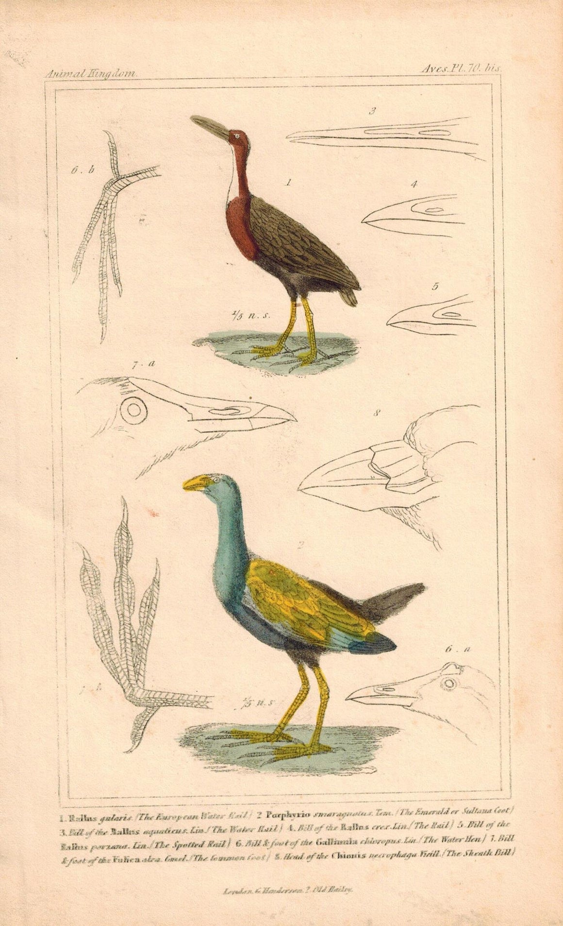 Water Rail Emerald Coot Antique Hand Color Cuvier Bird Print 1837
