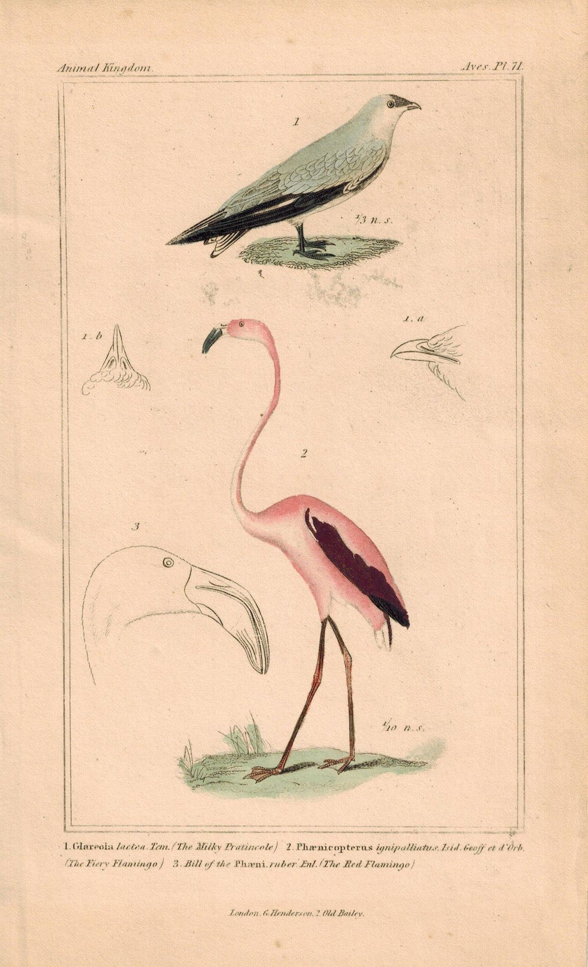 Milky Pratincole Red Flamingo Antique Hand Color Cuvier Bird Print 1837