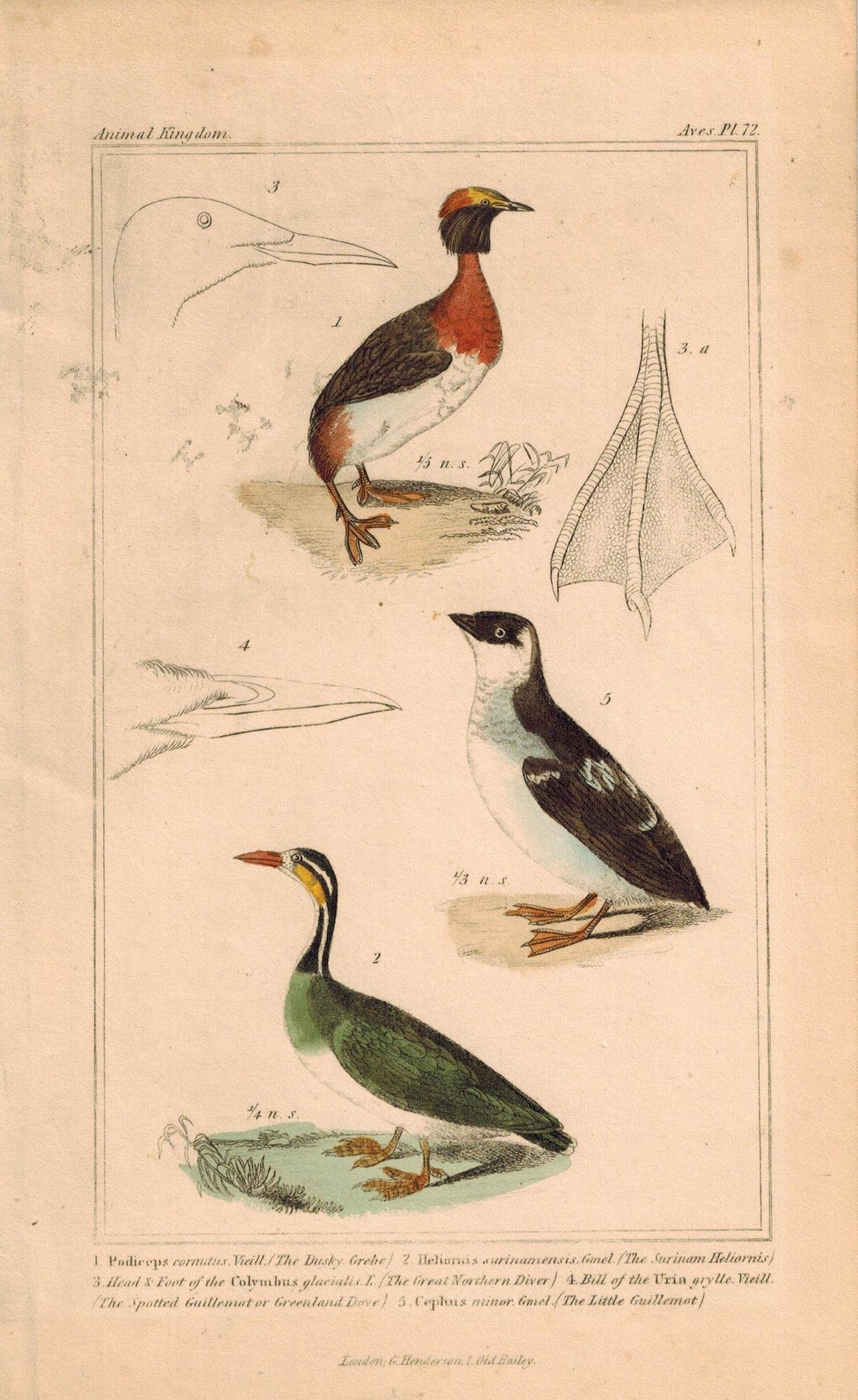 Dusky Grebe Surinam Heliornis Guillemot Antique Hand Color CuvierBird Print 1837