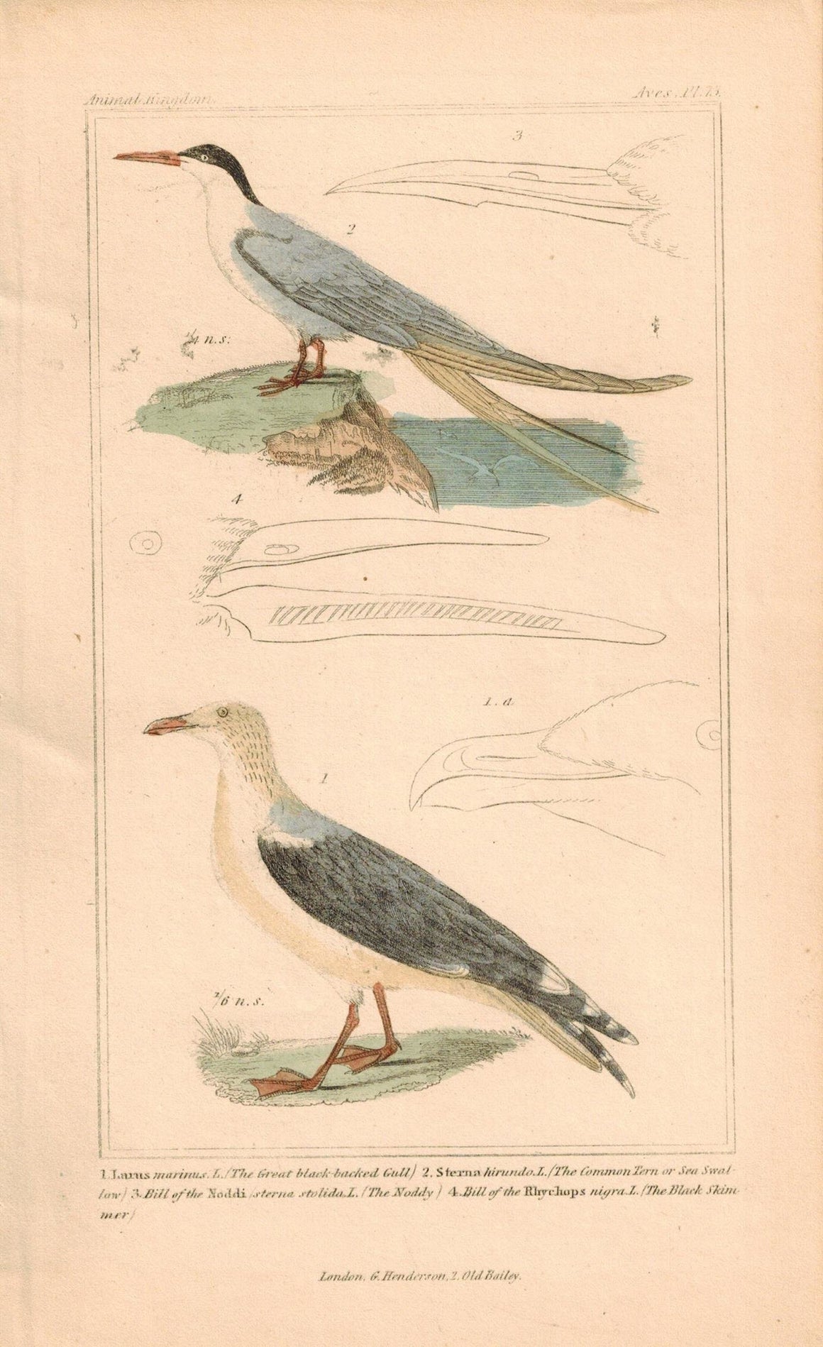 Black-backed Gull Noddy Antique Hand Color Cuvier Bird Print 1837